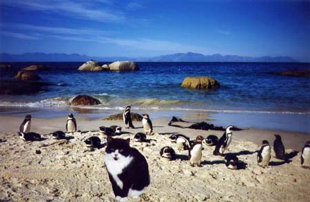 Penguins in South Africa