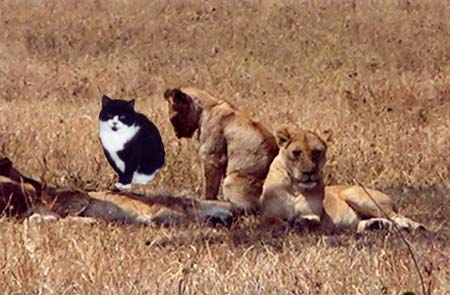 Lions in Tanzania