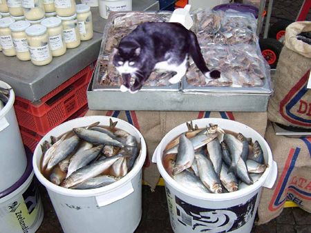 fish