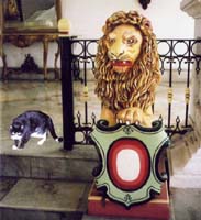 Java lion