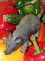 rat