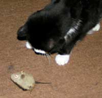 Polo with mouse