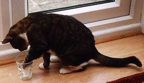 Cat with paw in milk jug