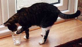 Cat licking milk off paw