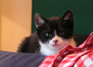 cute kitten
