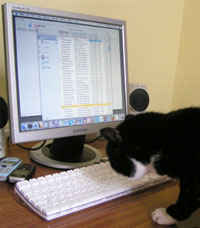 Polo sends email