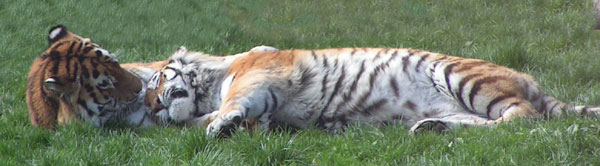 Two tigers