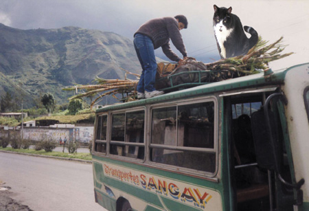 Bus, Ecuador