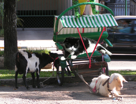 Goat cart, Petropolis, Brazil